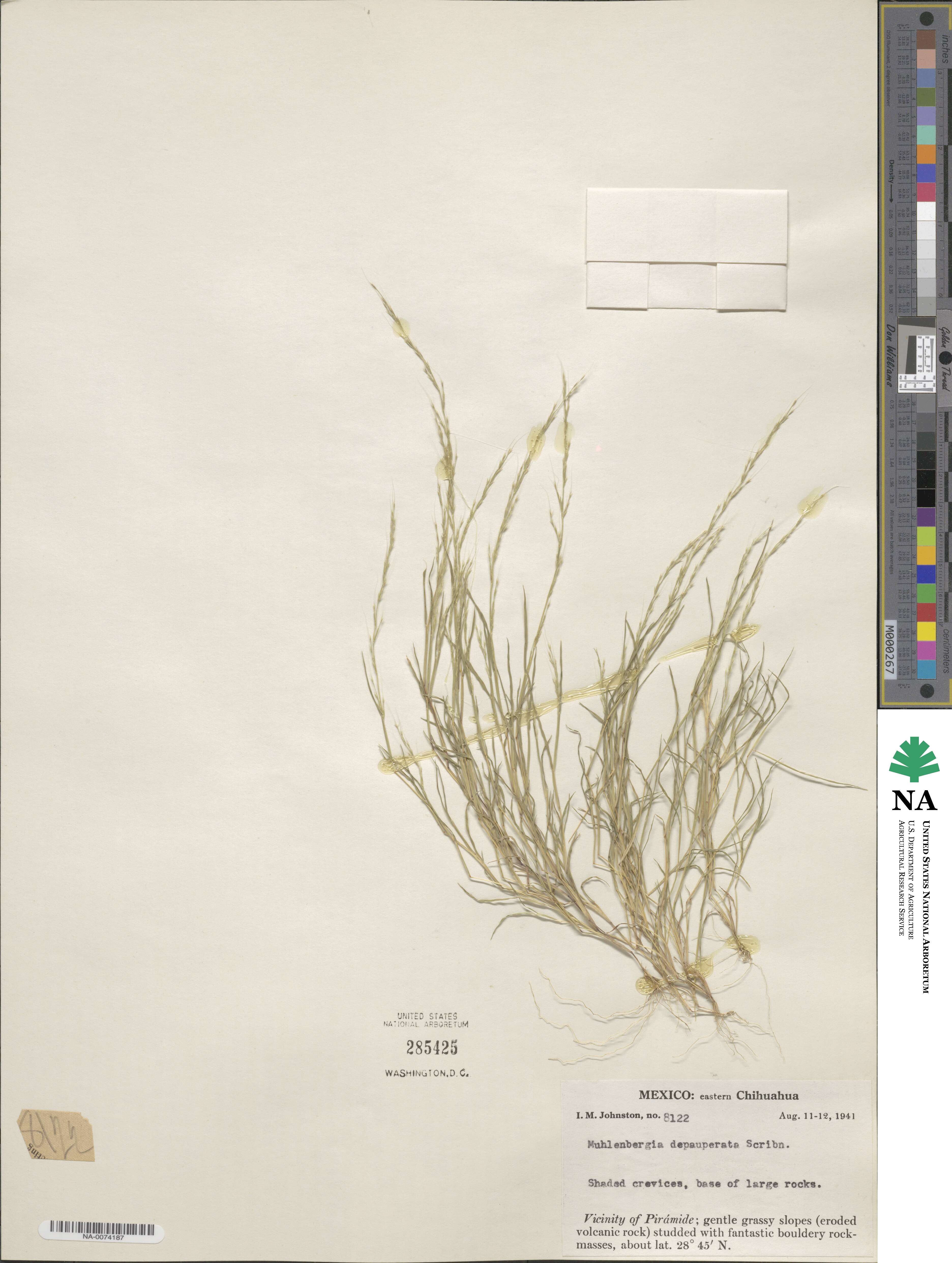 Muhlenbergia depauperata image