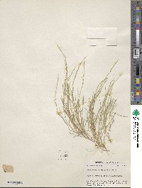 Muhlenbergia depauperata image