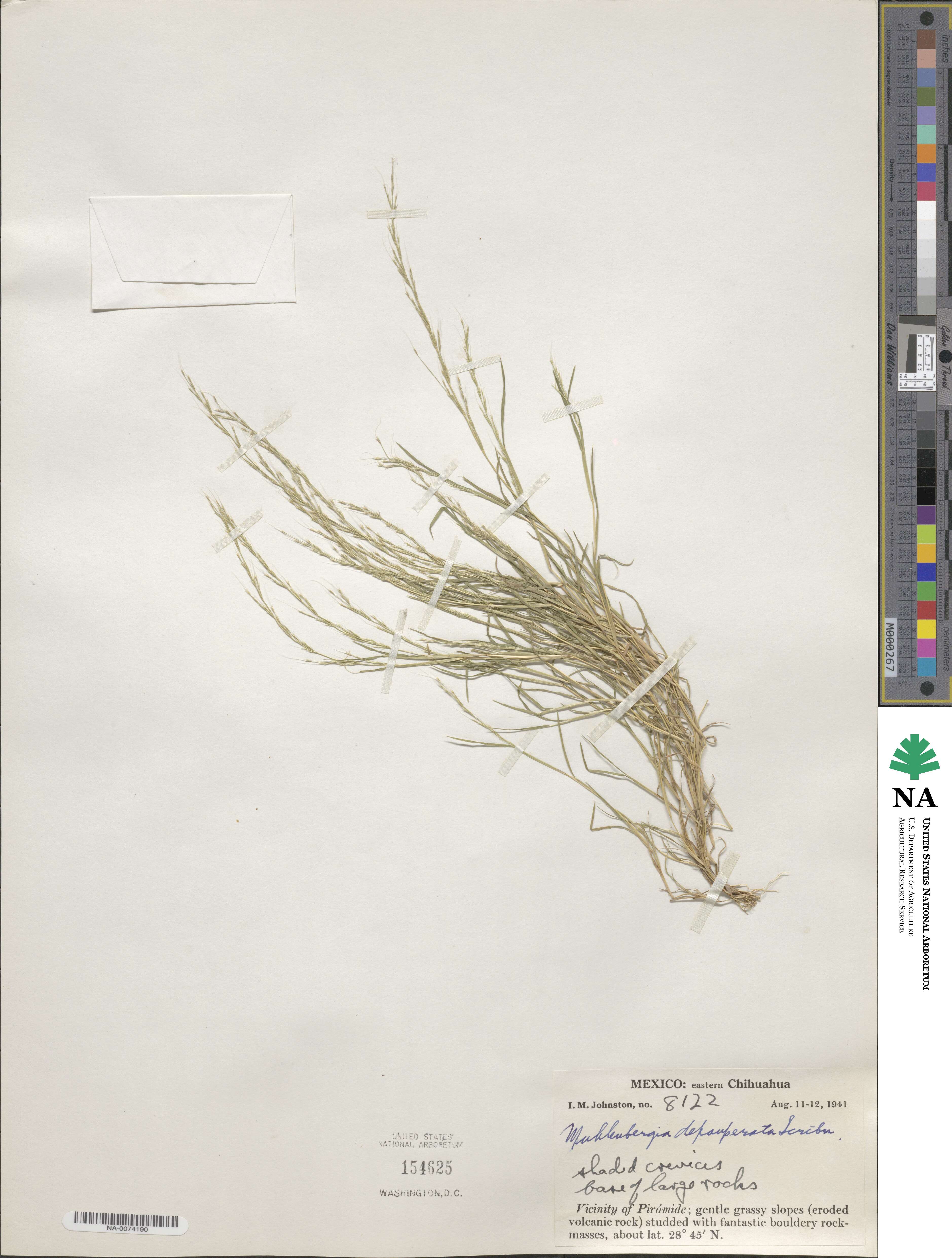 Muhlenbergia depauperata image