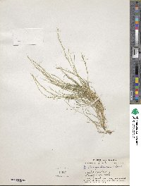 Muhlenbergia depauperata image