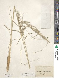 Muhlenbergia distichophylla image