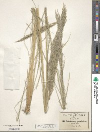 Muhlenbergia distichophylla image