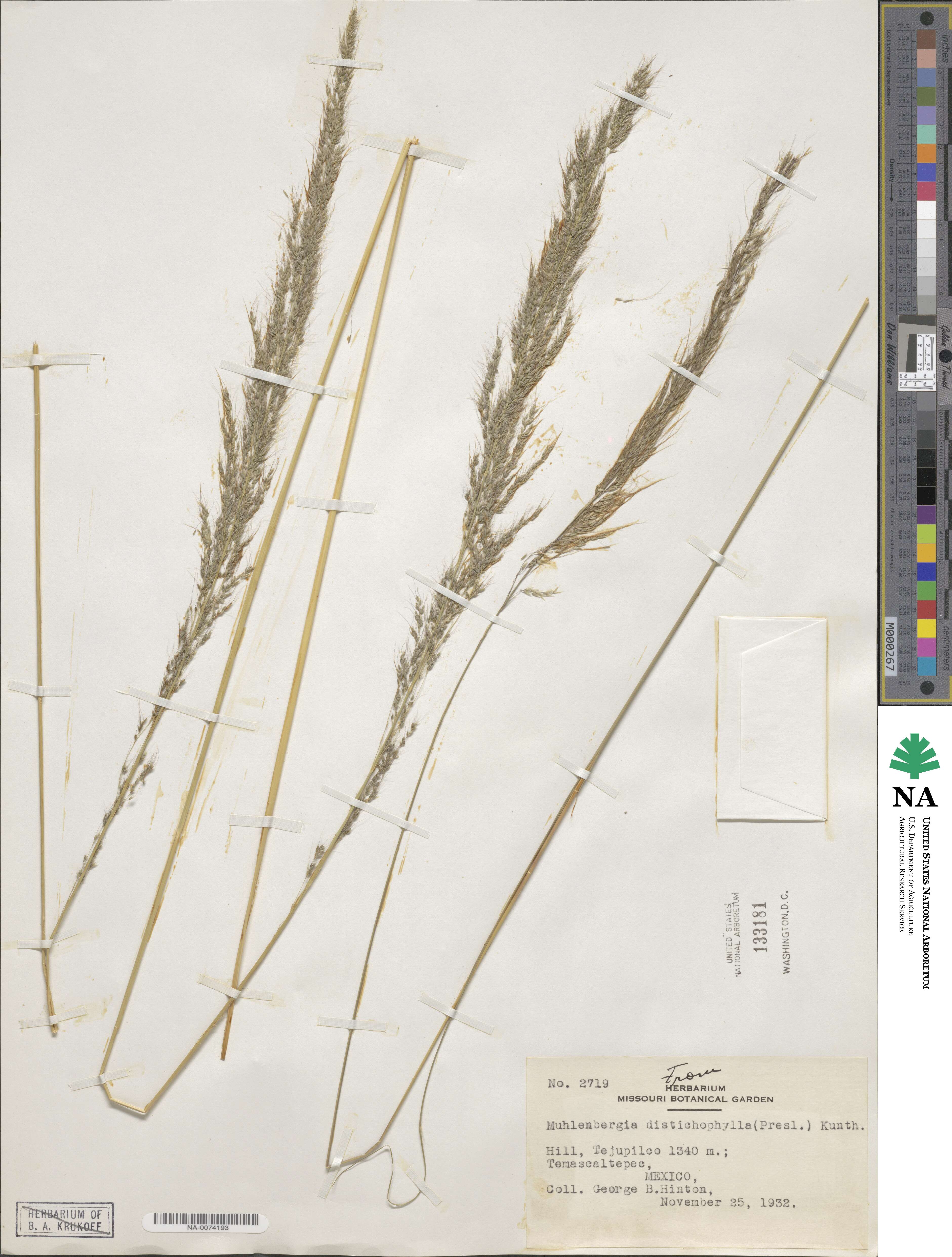 Muhlenbergia distichophylla image