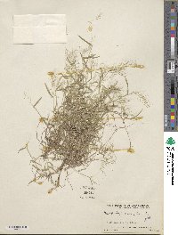 Muhlenbergia diversiglumis image