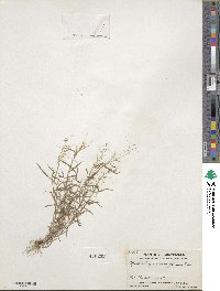 Muhlenbergia diversiglumis image