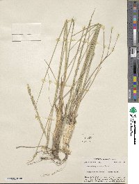 Muhlenbergia dubia image