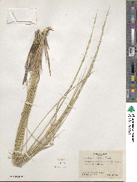 Muhlenbergia dubia image