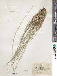 Muhlenbergia dubia image