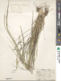 Muhlenbergia palmeri image