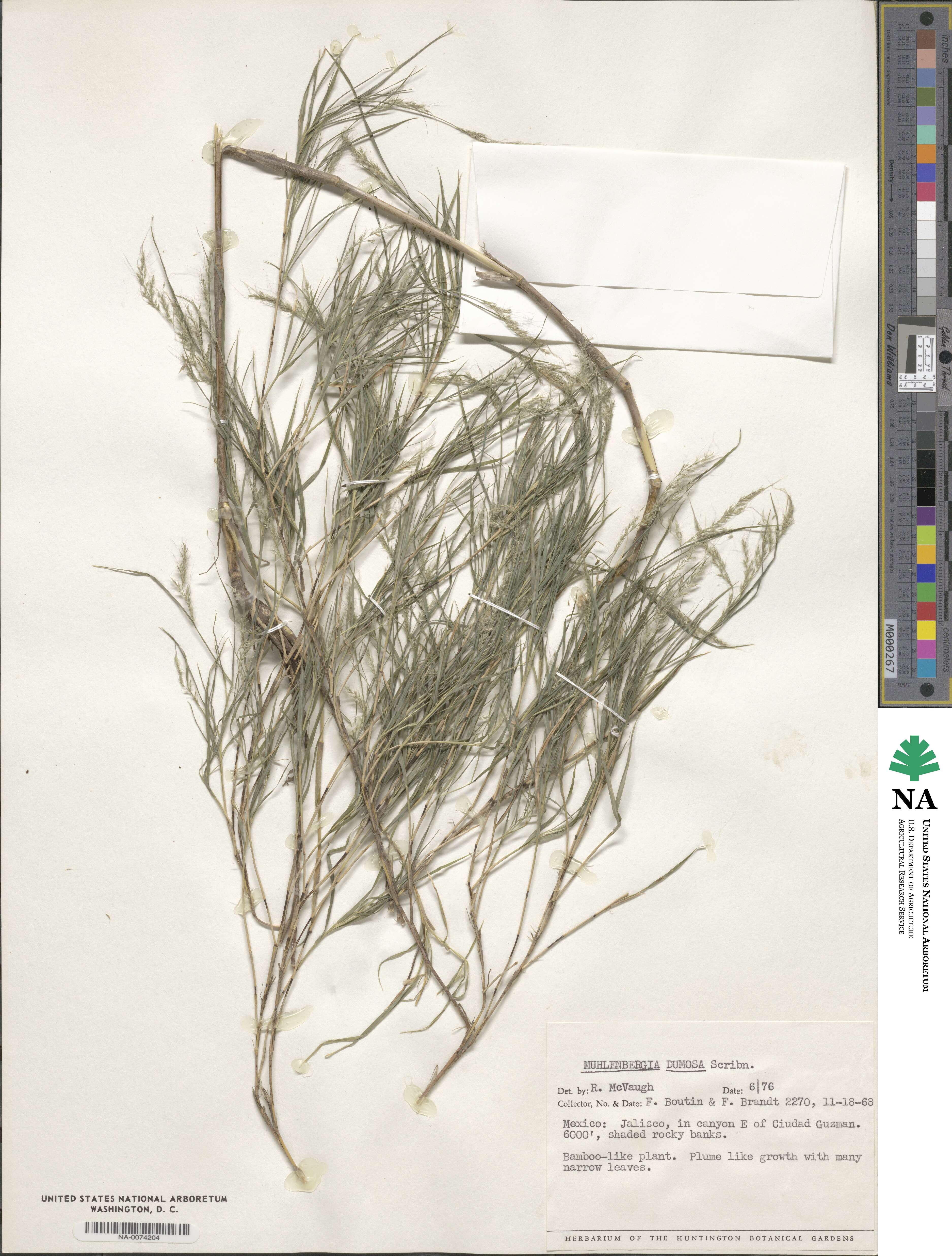 Muhlenbergia dumosa image