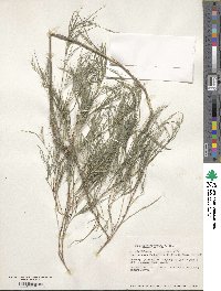 Muhlenbergia dumosa image