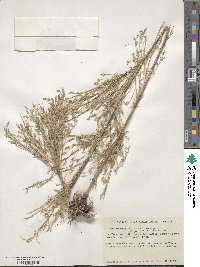 Muhlenbergia dumosa image