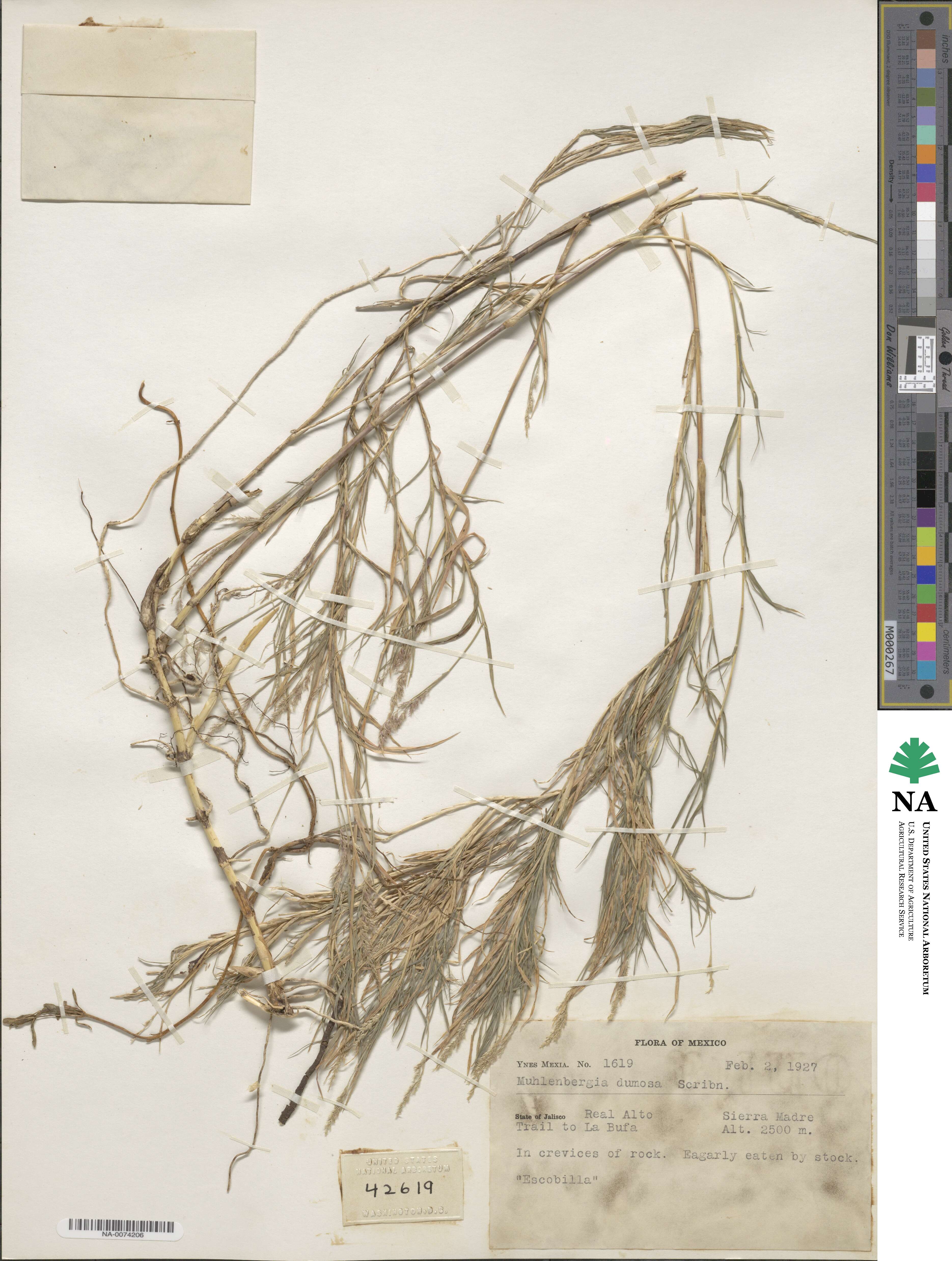 Muhlenbergia dumosa image