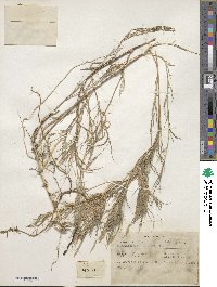 Muhlenbergia dumosa image