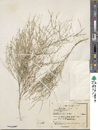 Muhlenbergia dumosa image