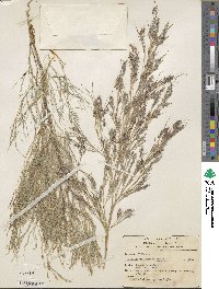 Muhlenbergia dumosa image