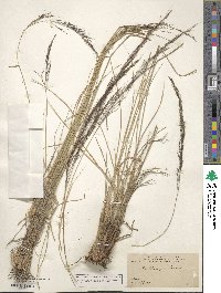 Muhlenbergia rigida image