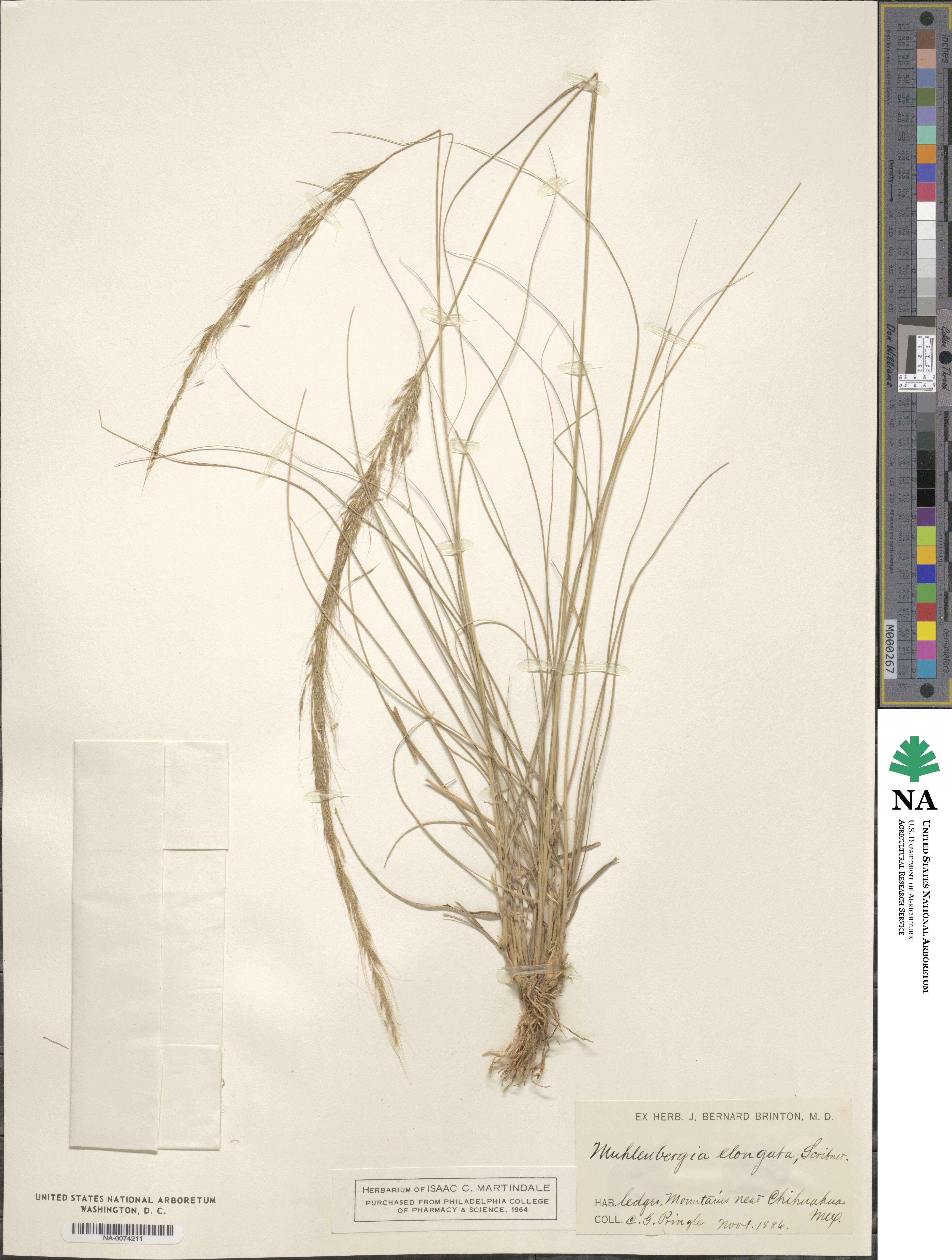 Muhlenbergia elongata image