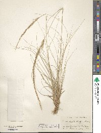 Muhlenbergia elongata image