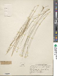 Muhlenbergia elongata image