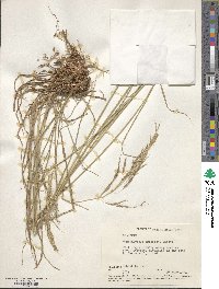 Muhlenbergia emersleyi image