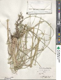 Muhlenbergia emersleyi image