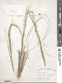 Muhlenbergia emersleyi image