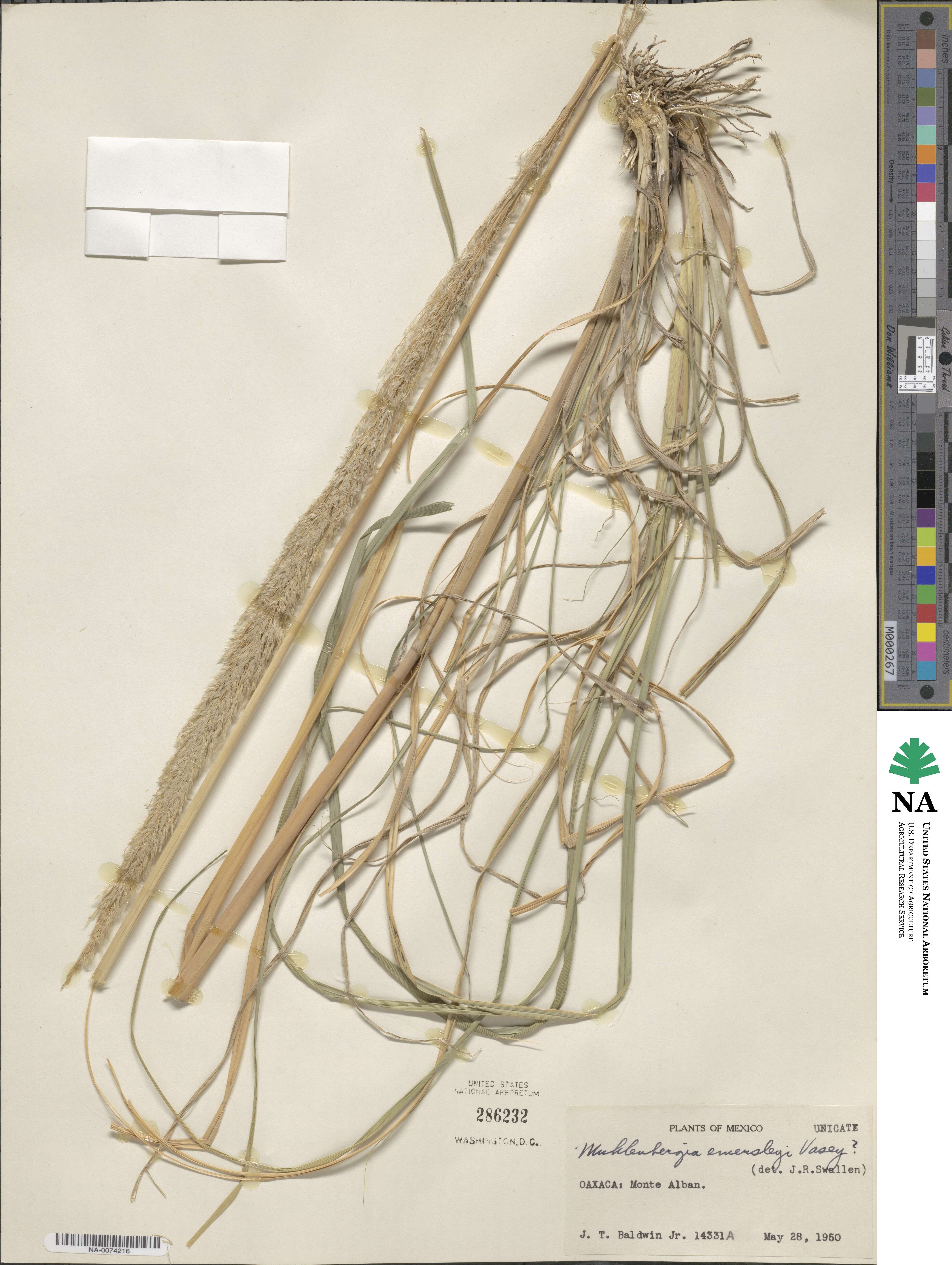 Muhlenbergia emersleyi image