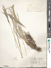 Muhlenbergia emersleyi image