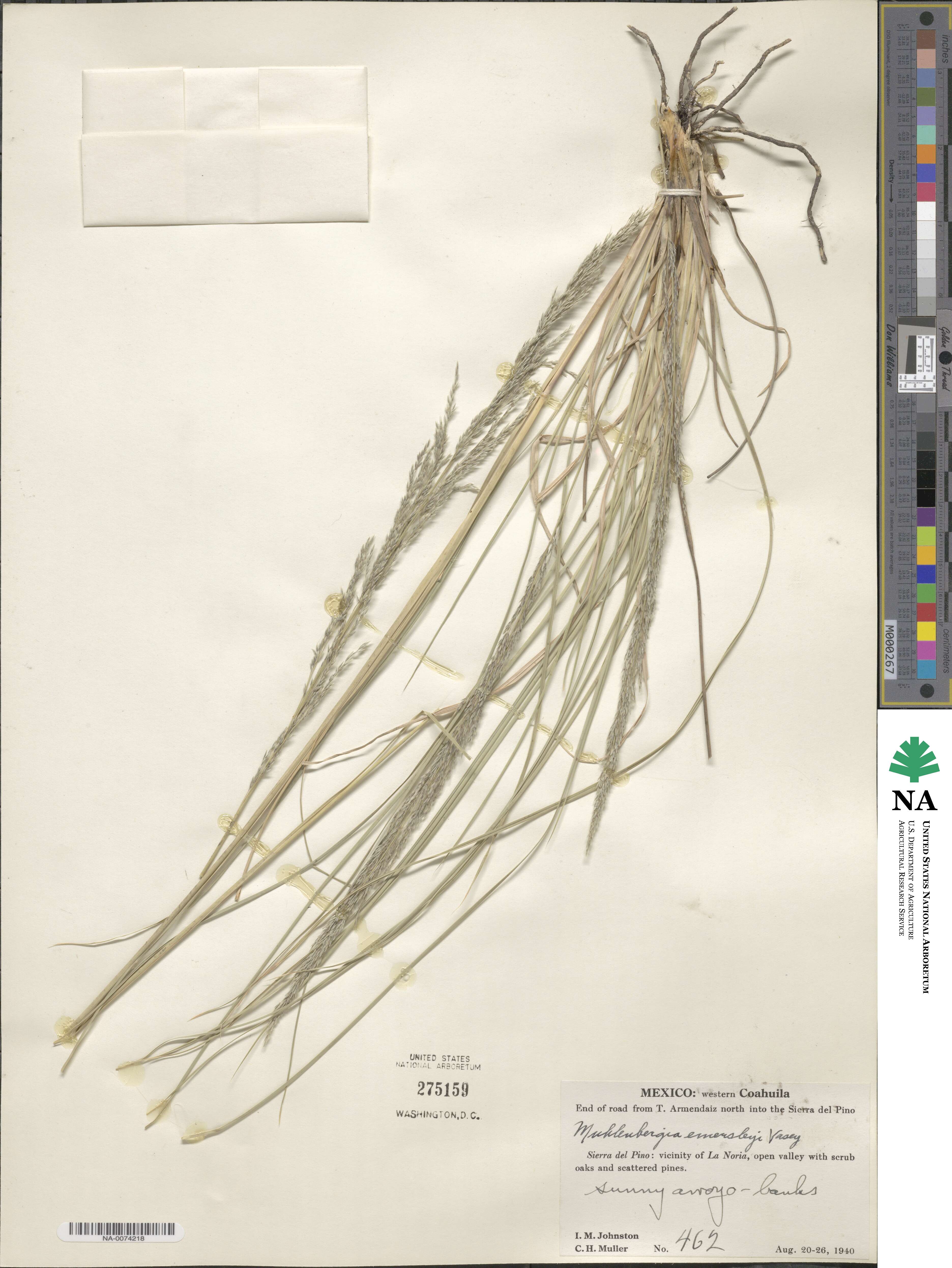 Muhlenbergia emersleyi image