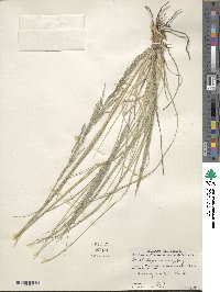 Muhlenbergia emersleyi image