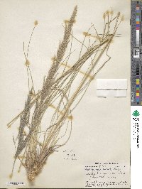 Muhlenbergia emersleyi image