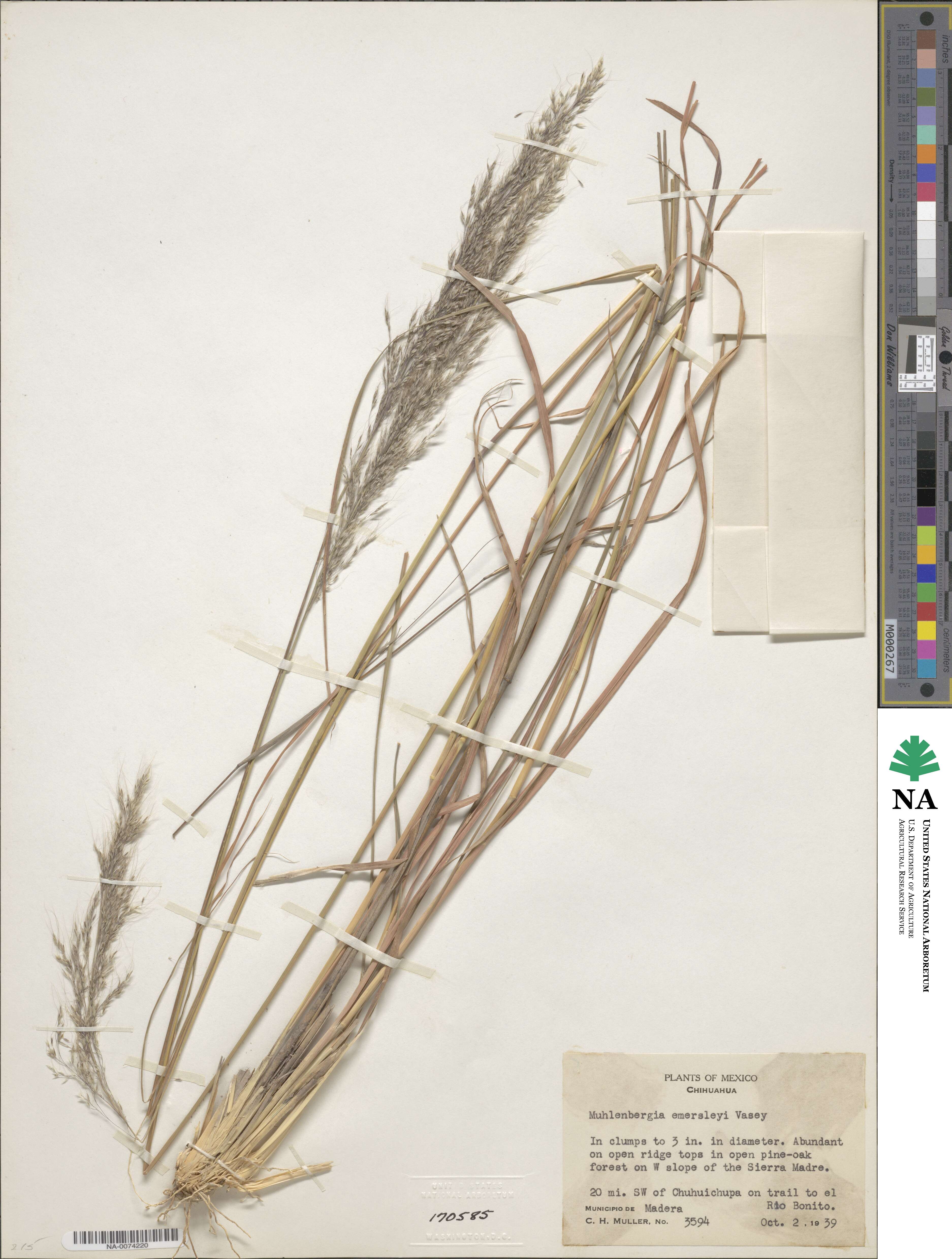 Muhlenbergia emersleyi image