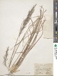 Muhlenbergia emersleyi image