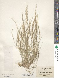 Muhlenbergia tenella image