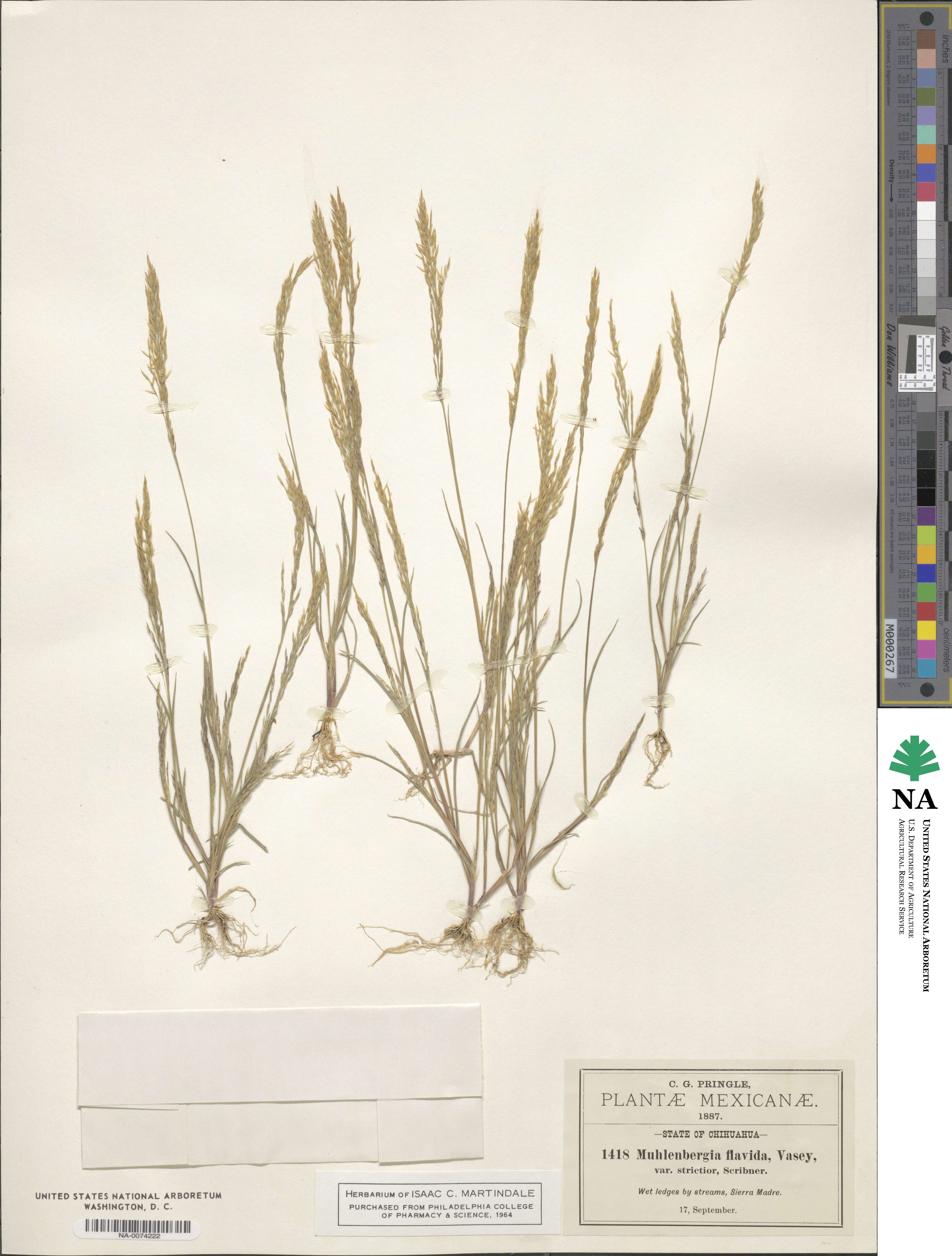 Muhlenbergia flavida image