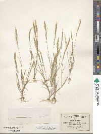 Image of Muhlenbergia flavida