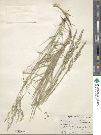 Muhlenbergia glauca image