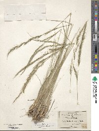 Muhlenbergia quadridentata image