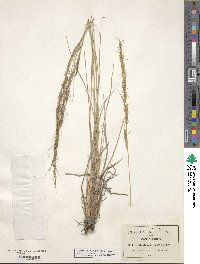 Muhlenbergia quadridentata image