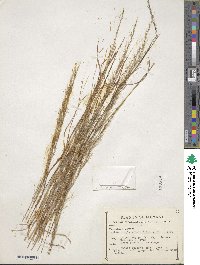 Muhlenbergia quadridentata image