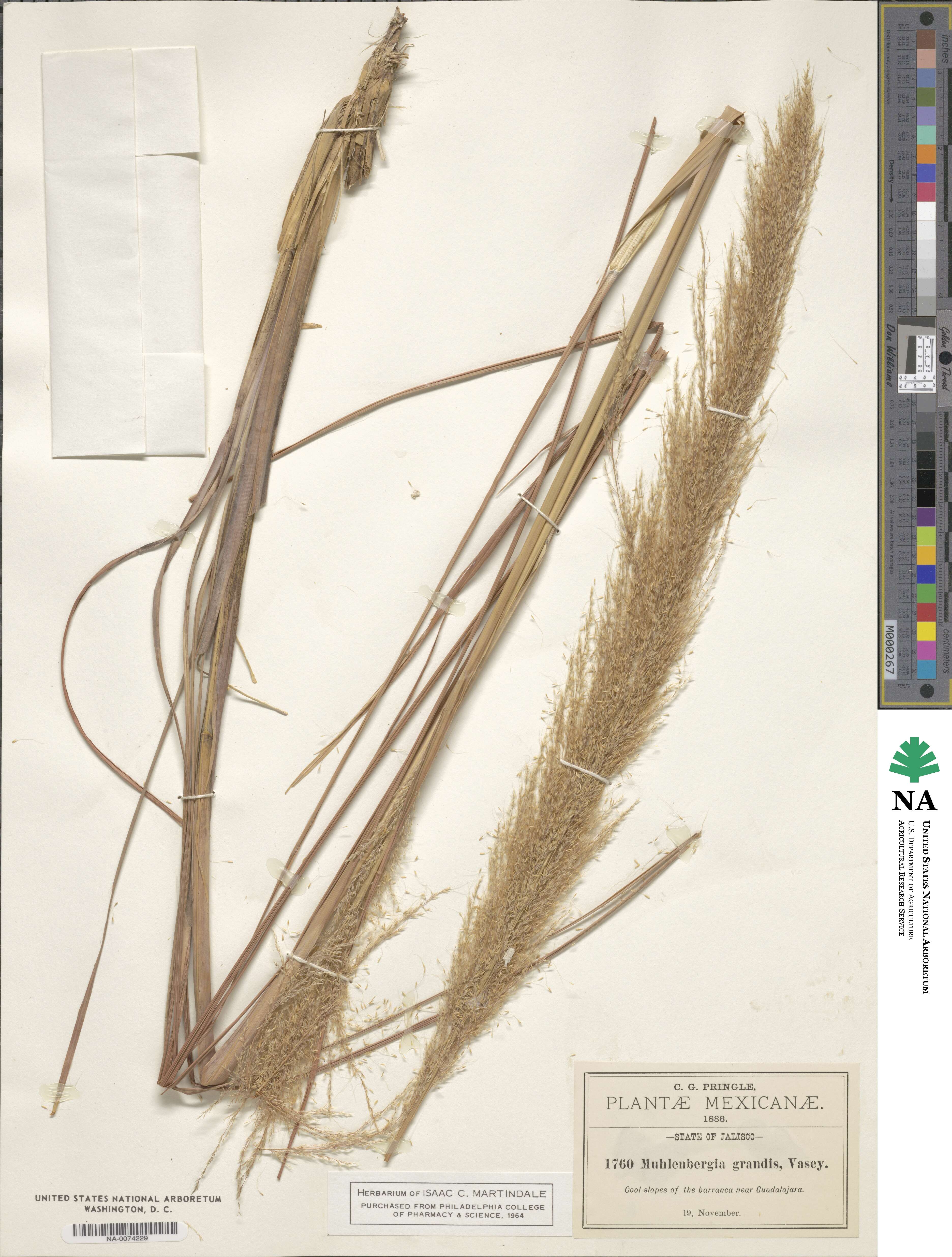 Muhlenbergia grandis image