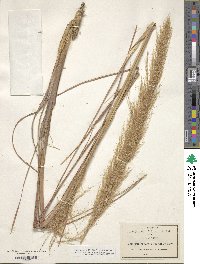 Image of Muhlenbergia grandis