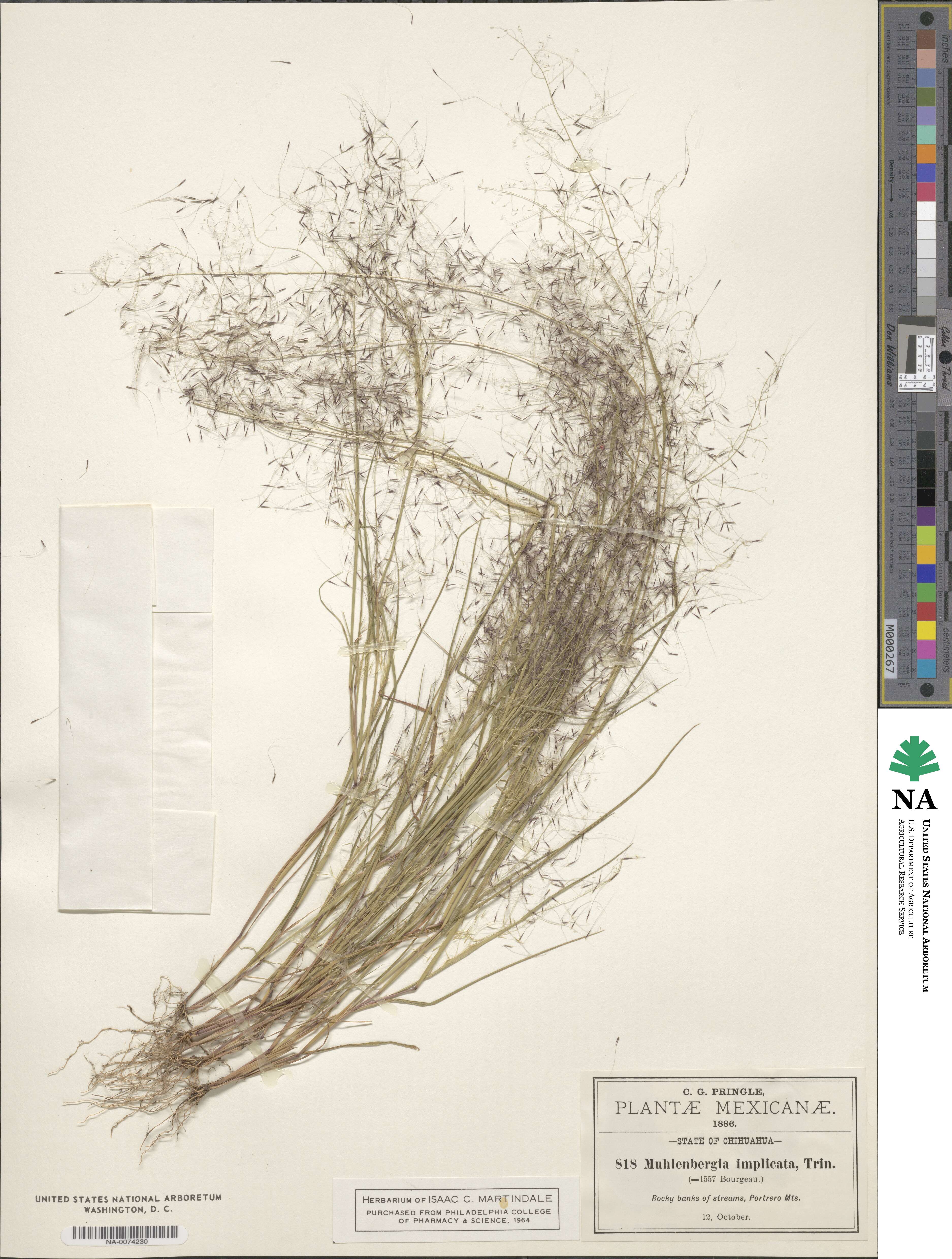 Muhlenbergia implicata image