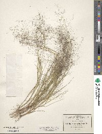 Image of Muhlenbergia implicata