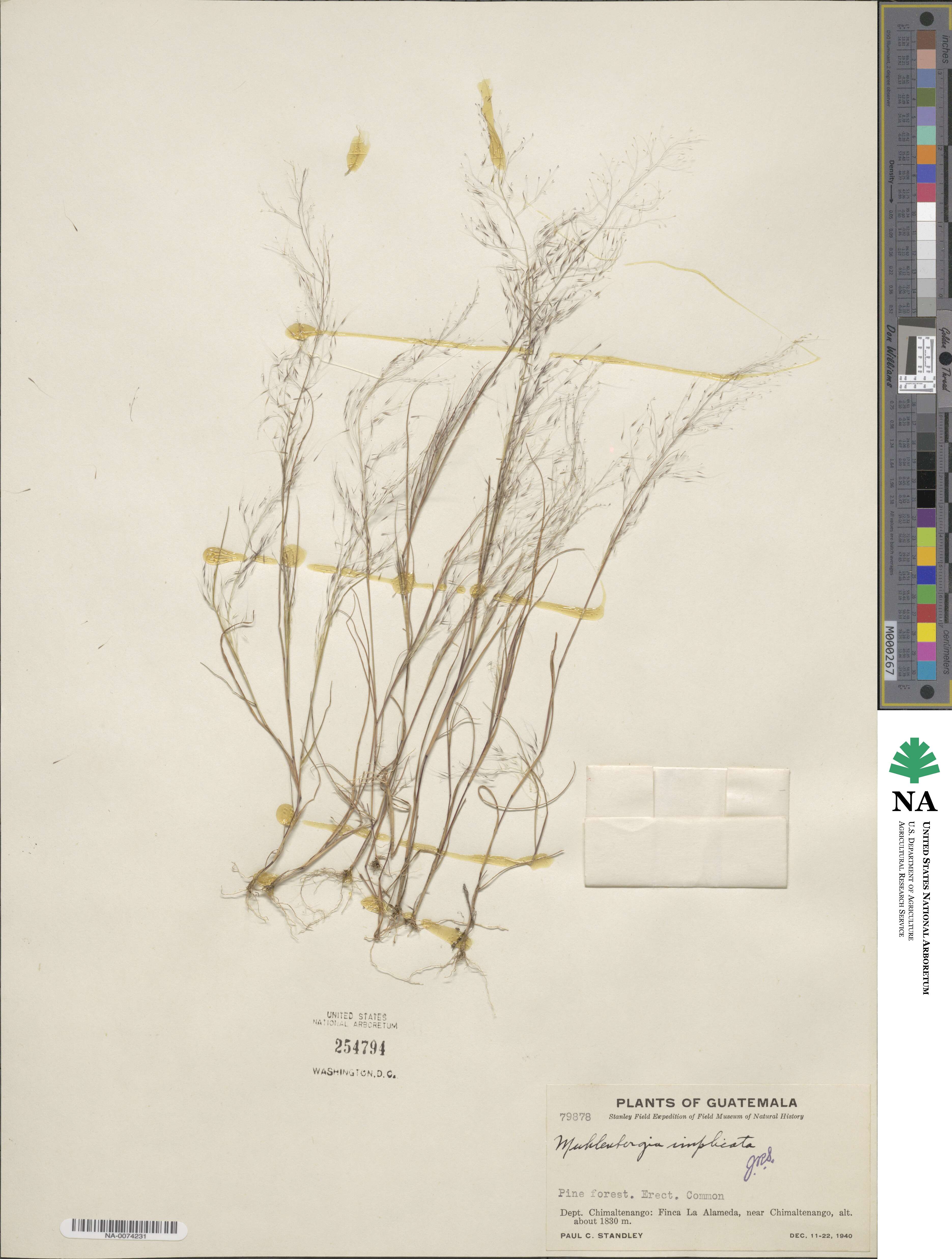 Muhlenbergia implicata image