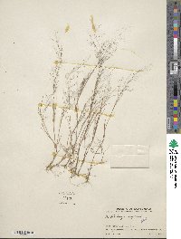 Muhlenbergia implicata image