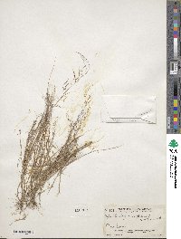 Muhlenbergia implicata image