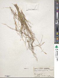 Muhlenbergia implicata image