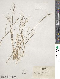 Muhlenbergia implicata image